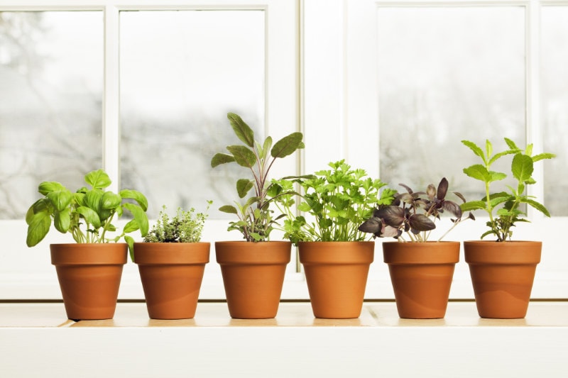 Controlling Humidity in Your Home. Indoor Herb Plant Garden in Flower Pots by Window Sill.